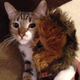 Illustration for article titled Here Are the Pets that Won a emStar Wars/em Look Alike Contest